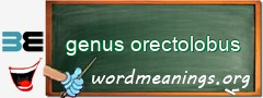 WordMeaning blackboard for genus orectolobus